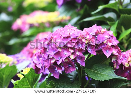 Hydrangea,Big-leaf Hydrangea,Laurustinus,beautiful purple with yellow flowers blooming in the garden in summer