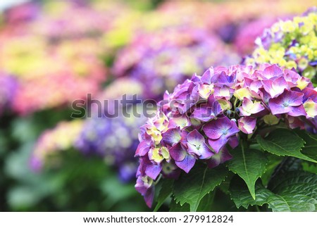 Hydrangea,Big-leaf Hydrangea,Laurustinus,beautiful purple with yellow flowers blooming in the garden in summer,closeup