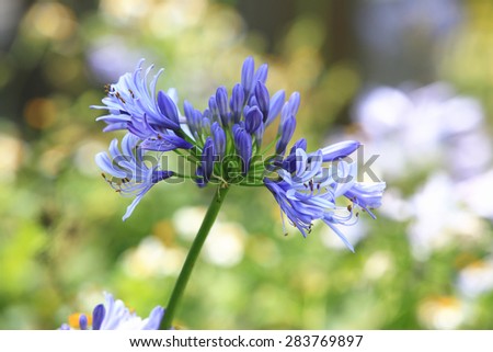 Lily of the Nile,African Lily,closeup of beautiful blue flowers and buds growing in the garden in summer
