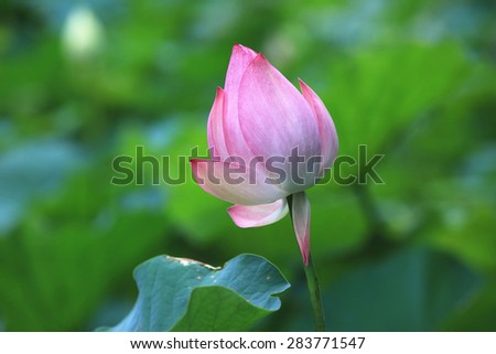Lotus flower bud,beautiful pink flower bud growing in the pond in summer