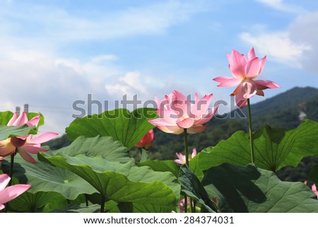 Lotus flowers and blue sky,beautiful pink lotus flowers blooming in the pond with blue sky in summer