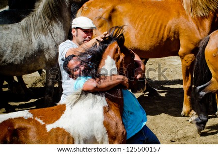 PONTEVEDRA, SPAIN - AUGUST 5: Unidentified horsemen (Loitadores) attempt to immobilize a wild horse, to cut the mane, in a traditional  \
