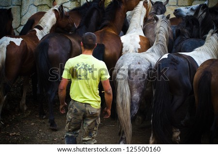 PONTEVEDRA, SPAIN - AUGUST 5: Unidentified horseman observed the herd of wild horses, choosing a horse to tame, in a traditional \
