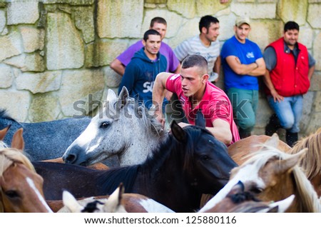 PONTEVEDRA, SPAIN - AUGUST 5: Unidentified horseman riding without a saddle, a wild horse, in a traditional \