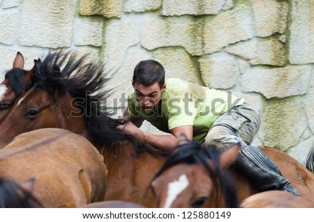PONTEVEDRA, SPAIN - AUGUST 5: Unidentified horseman riding without a saddle, a wild horse, in a traditional \