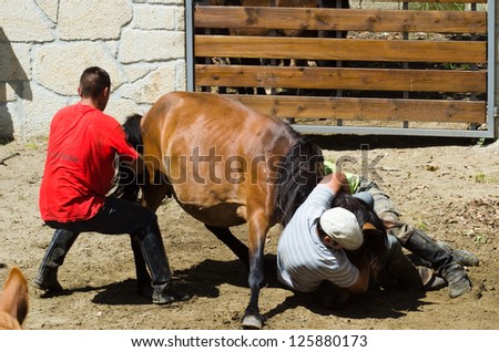PONTEVEDRA, SPAIN - AUGUST 5: Unidentified horsemen (Loitadores) attempt to immobilize a wild horse, to cut the mane, in a traditional \