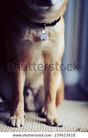 Portrait of Dog with dog tag