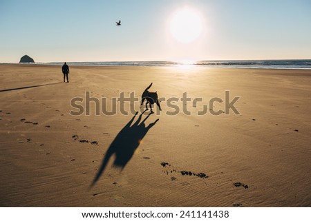 Chocolate Lab Running on Beach silhouette with bird in sky and owner behind him