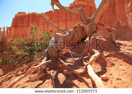 A root at Bryce canyon national park. How is it still alive?