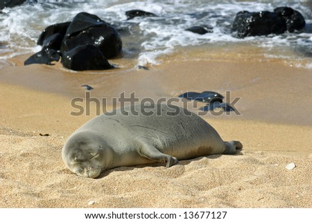 A seal sleeping on the beach, Kauai, Hawaii