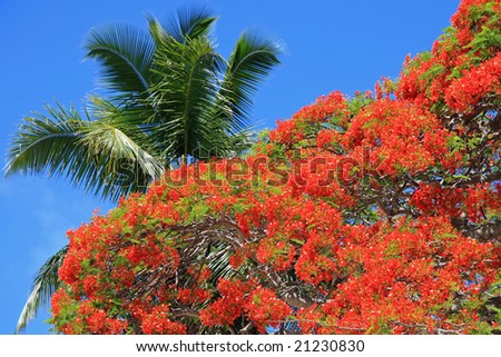 A flame tree with a palm tree as background