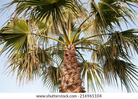 Palm tree in Crete, Greece