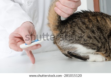 Veterinarian taking temperature of cat in veterinary clinic
