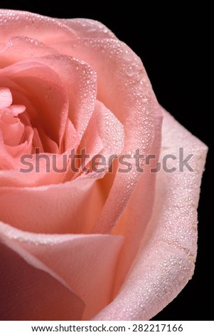 Close up shot of a beautiful pink rose with water drops on dark background in studio