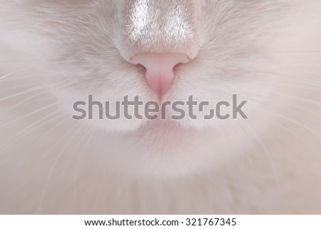 Closeup cat nose and mustache.