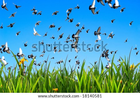 Doves flying in blue sky