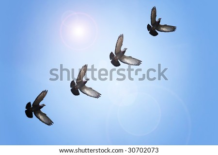 Doves flying in blue sky