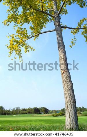 Maidenhair tree on golf course