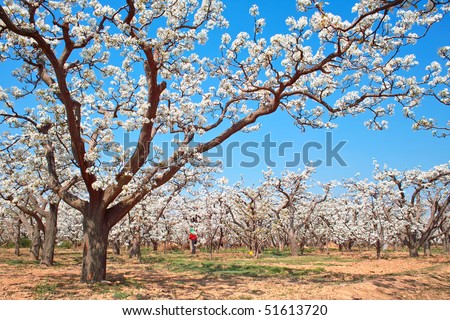 Spring pear orchard in China