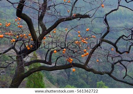 Similar – Image, Stock Photo Persimmon on the tree