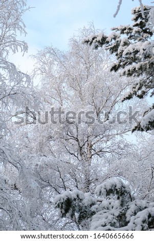 Similar – Image, Stock Photo Birches in the winter