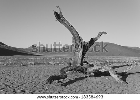 Lone tree in the Namib Desert