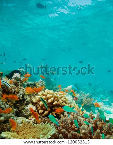 Colony of small fishes on the reef