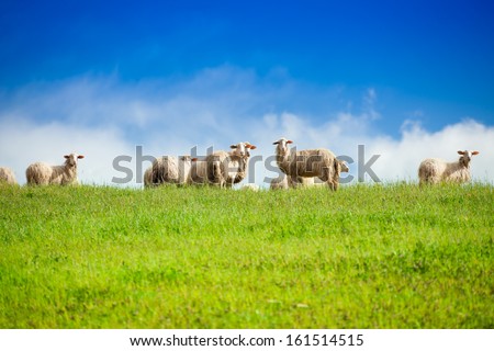 Similar – Image, Stock Photo Flock of sheep, closely packed together