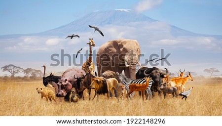 Group of many African animals giraffe, lion, elephant, monkey and others stand together in with Kilimanjaro mountain on background