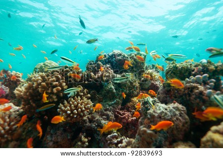 Close-up of corals and fishes on the reef barier