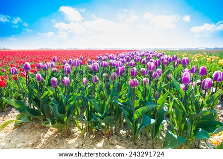 Purple tulips in sunshine during summer
