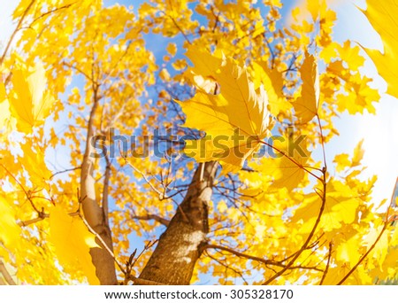 Yellow maple tree leaves composition over sky