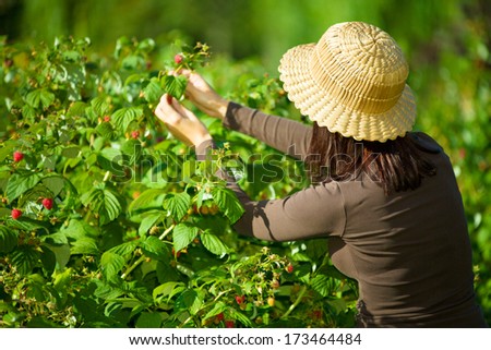 a woman enjoying raspberries straight from a raspberry bush