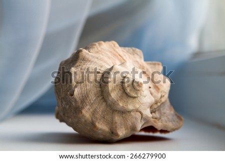 large sea shell close-up near the window curtains blue background