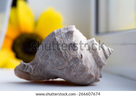large sea shell close-up near the window curtains blue background yellow flower in the background