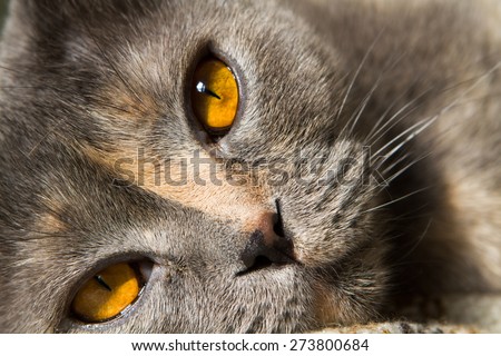 Amber tea yellow eyes cat breed Scottish Fold close-up. Cat smoky gray color blue