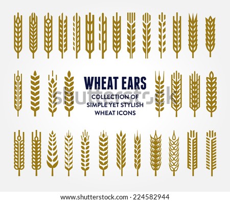 Set of simple and stylish Wheat Ears icons and design elements for beer, organic local farm fresh food, bakery themed design 