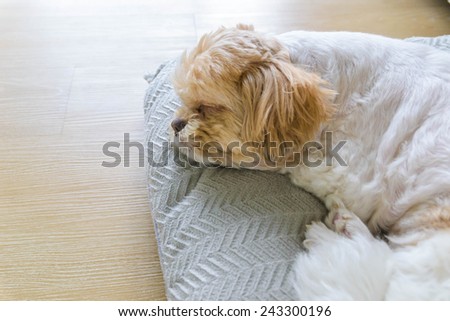 Dog sleeping comfortably on big soft pillow in the living room at the hotel