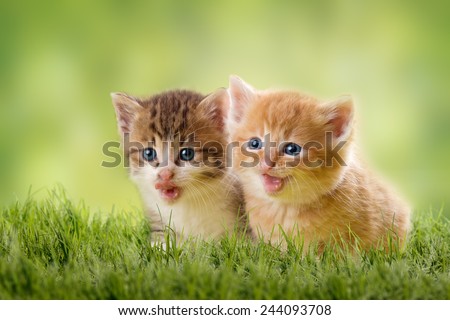 two kittens on green meadow in back light