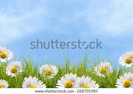 Daisy on grass field with blue sky and sunshine