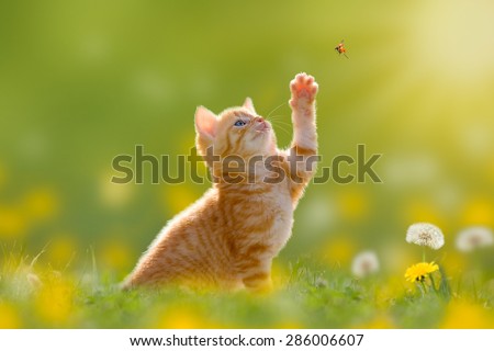 Young cat / kitten hunting a ladybug with Back Lit