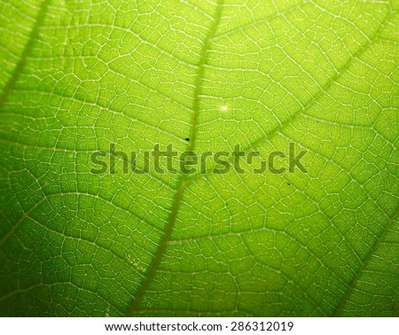leaf marco