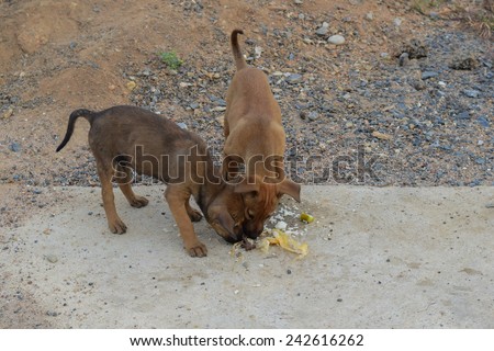 two stray dog catching food on ground