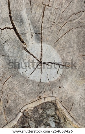 old stump have cracked pattern but can not see year ring