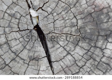 tree after saw can sea year ring and long time year ring crack