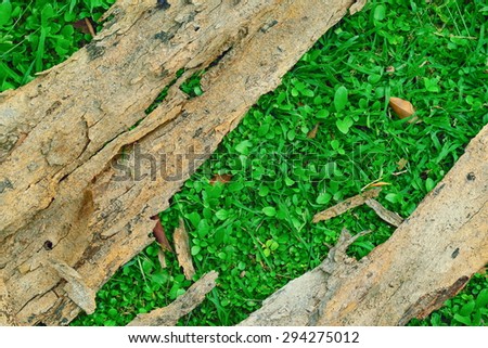 old bark drop to ground in garden
