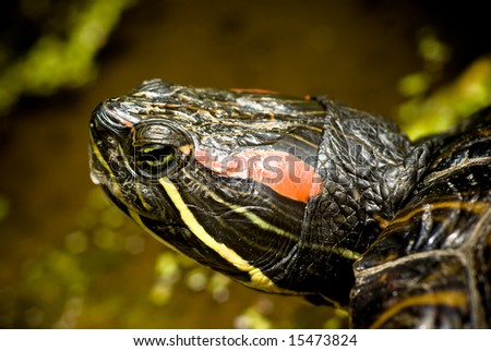 close up of a red eared slider water turtle in its natural habitat.