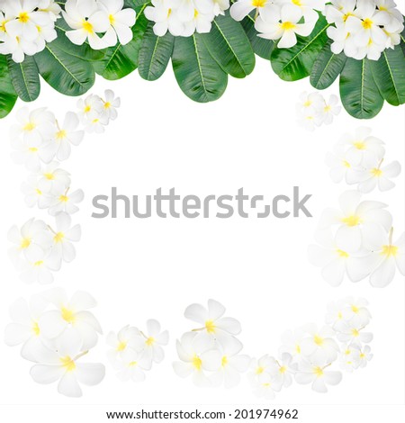 Plumeria frame and leaves on white background