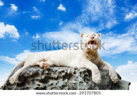 The White tiger on rock with blue sky background.