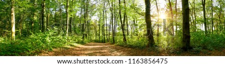 Similar – Image, Stock Photo forest path Summer